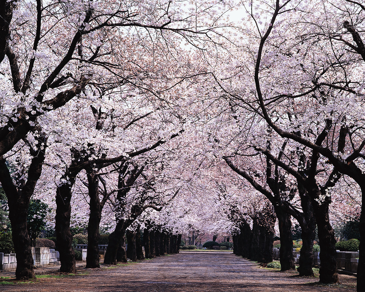 Blooming Cherry Blossoms